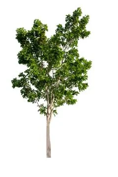 Isolated tropical big tree on white background with clipping path. Suitable f Stock Photos
