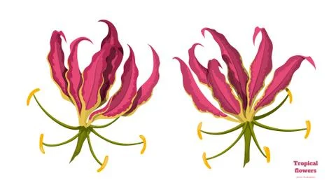 Isolated tropical flowers. Design elements. Exotic bud. Pink floral plant Stock Illustration