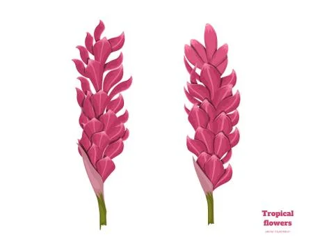 Isolated tropical flowers. Ginger root image. Design elements. Exotic bud Illustrazione stock