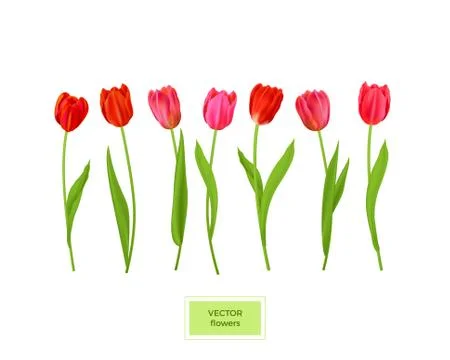 Isolated tulips flowers element Stock Illustration