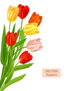 Isolated tulips flowers spring Illustrazione stock