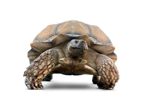 Isolated Turtle Stock Photos
