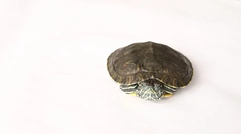 Isolated turtle on white Stock Footage 64359581