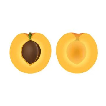 Isolated two halves of apricot on white background. Realistic colored slice w Stock Illustration