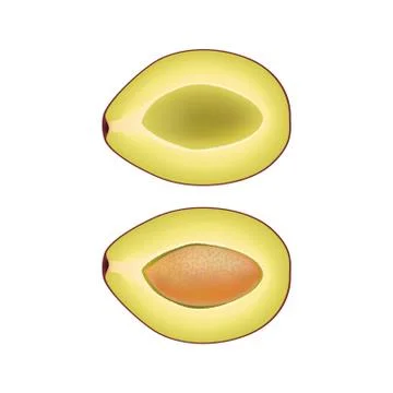 Isolated two halves of plum on white background. Realistic colored slice with Stock Illustration