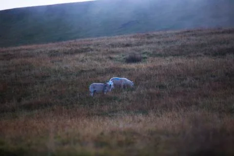 Isolated two sheep  Stock Photos