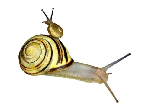 Isolated two snails Stock Photos