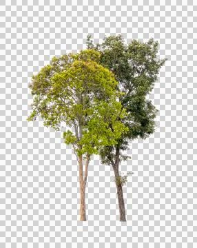 Isolated two tree greenery botanical Stock Photos