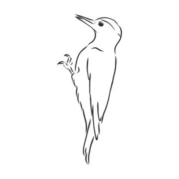 Isolated vector illustration. Hand drawn linear ink sketch of a Woodpecker bi Stock Illustration
