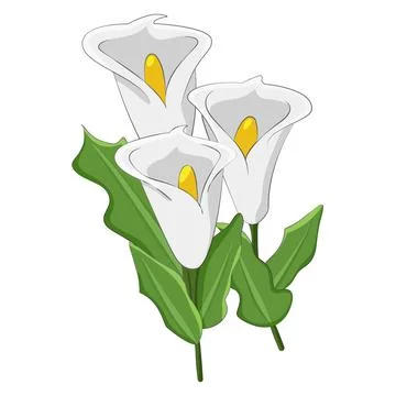 Isolated vector illustration of white calla flower botany Stock Illustration
