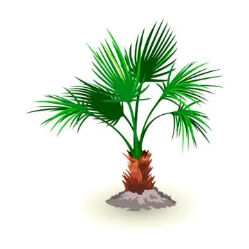 Isolated vector image shows dwarf palmetto tree leaves Illustrazione stock