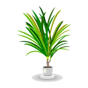 Isolated vector image shows green palm tree in white pot Stock Illustration