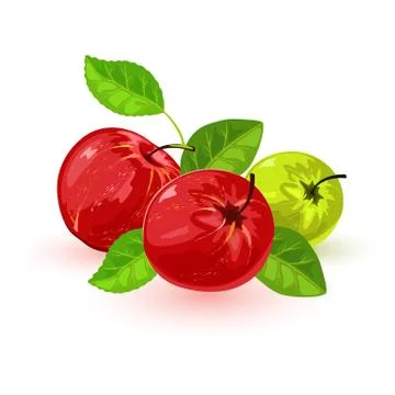 Isolated vector image shows red green apples with leaves Stock Illustration