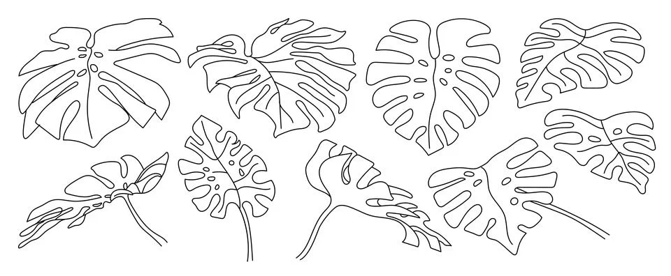 Isolated vector monstera leaf set. Stock Illustration