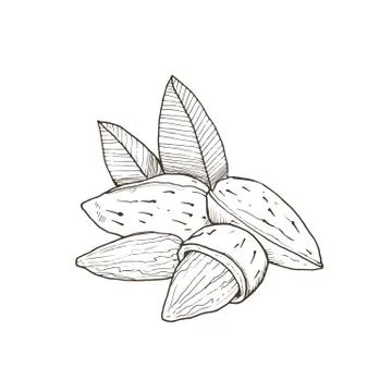 Isolated vector nut Stock Illustration