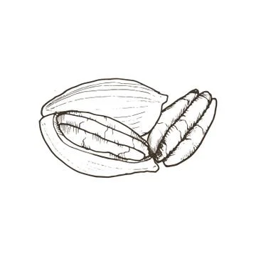 Isolated vector nut Stock Illustration