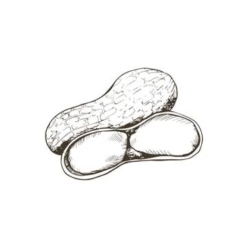 Isolated vector nut Illustrazione stock