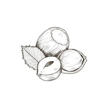 Isolated vector nut Stock Illustration