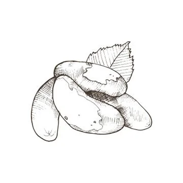 Isolated vector nut Stock Illustration