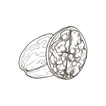 Isolated vector nut Stock Illustration