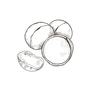 Isolated vector nut Stock Illustration