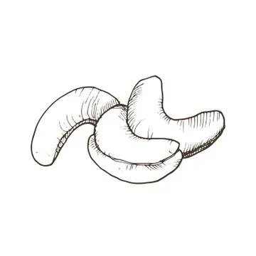 Isolated vector nut Stock Illustration