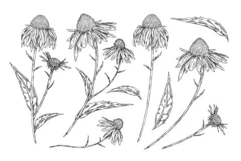 Isolated vector Set of detailed sketches of Echinacea plants. Stock Illustration