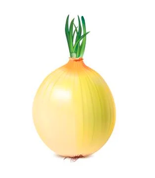 Isolated vegetable onion Illustration