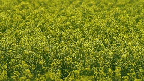 Isolated view of bright yellow canola flowers blowing in a light wind. Narrow Stock Footage 303660466