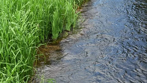 Isolated view of a fast flowing creek with bright green grass moving in a light Stock Footage 337847332