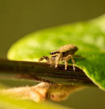 Isolated view on a jumping wolf spider with plant leaves Stock Photos