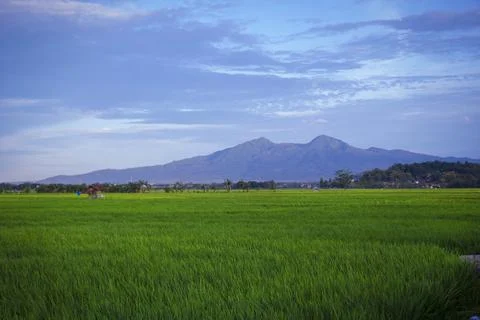 Isolated view of rice fields and mountains dark blue sky Stock Photos