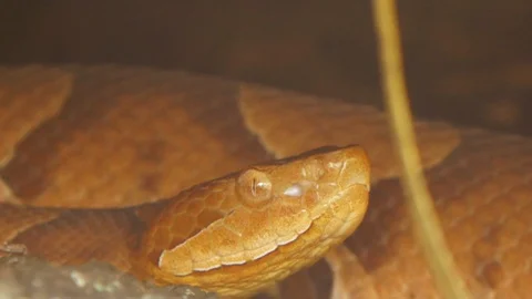 Isolated view of snake crawling, Northern Copperhead at den, 1080p tripod Video stock 99185927