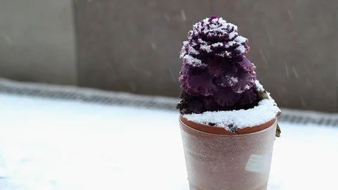 Isolated violet flower with concrete background &amp; snow falling down Stock Footage 88983382