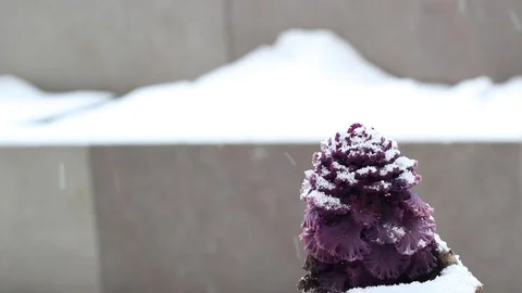 Isolated violet flower with snow falling down. Stock Footage 88983431