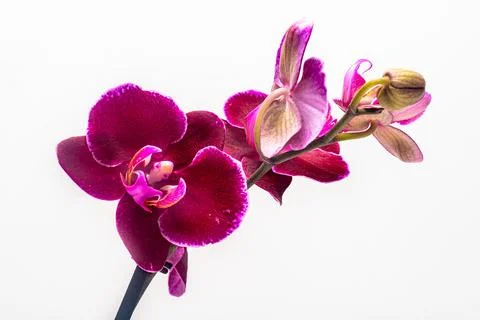 Isolated violet orchid with white background Foto stock