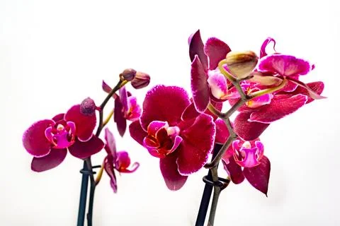Isolated violet orchid with white background Stock Photos