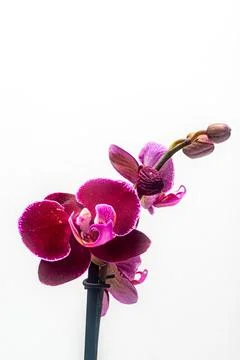 Isolated violet orchid with white background Stock Photos