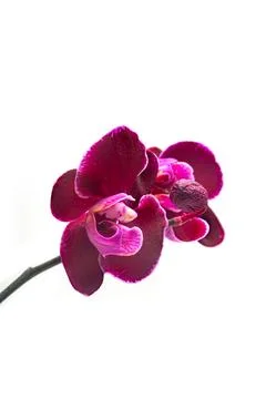 Isolated violet orchid with white background Stock Photos