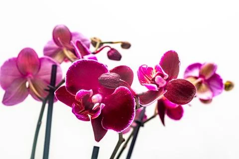 Isolated violet orchid with white background Stock Photos