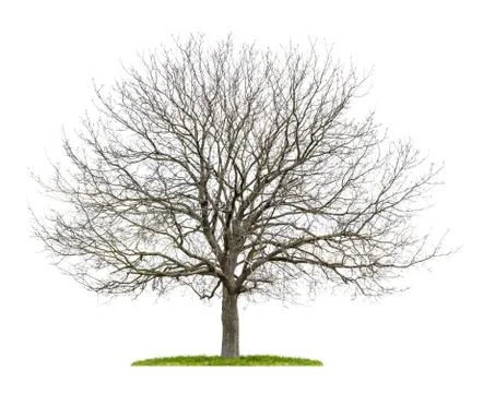 Isolated walnut tree in the winter Stock Photos