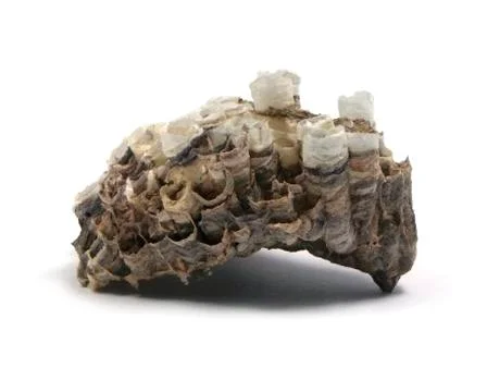 Isolated Wasp Nest Foto stock