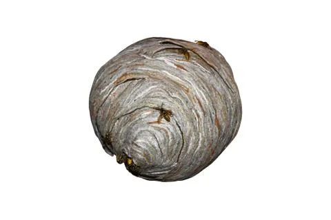 An isolated wasps nest Stock Photos