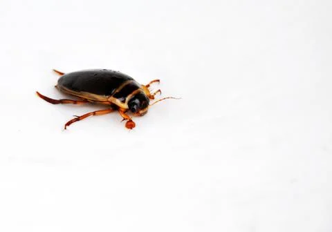 Isolated water beetle Stock Photos