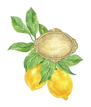 Isolated watercolor element. Composition with lemons, leaves and a tag. Stock Illustration