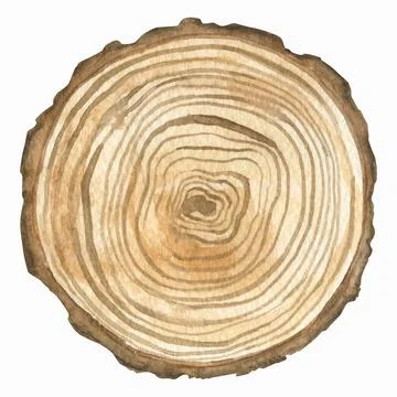 Isolated watercolor element. A section of a tree. 스톡 일러스트