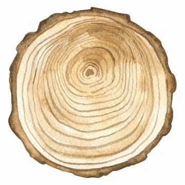 Isolated watercolor element. A section of a tree. Stock Illustration