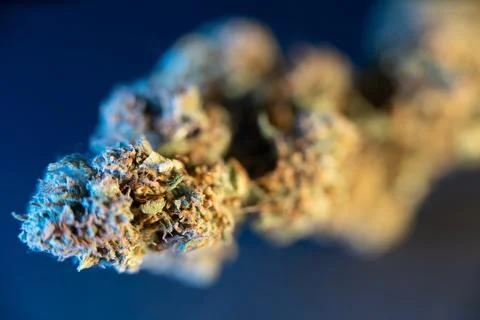 Isolated Weed Bud on dark background. Health Medicine or illegal Drug. Fotos de archivo