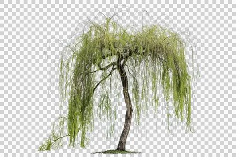 Isolated weeping willow tree with long, hanging branches and green foliage, i Stock Photos