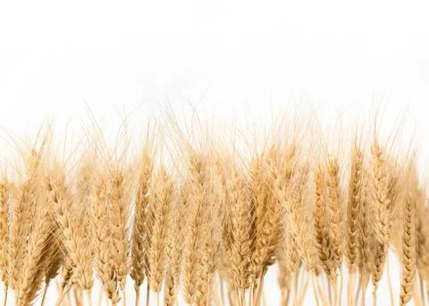 Isolated Wheat - Close up of a wheat field. Stock Photos